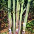 桂糖20號 桂糖20號