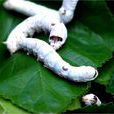 農桑12號 農桑12號
