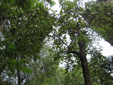 高明村(貴州省赫章縣雙坪鄉下轄村) 高明村(貴州省赫章縣雙坪鄉下轄村)