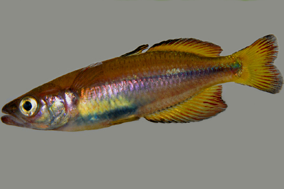 非洲溪漢魚 非洲溪漢魚