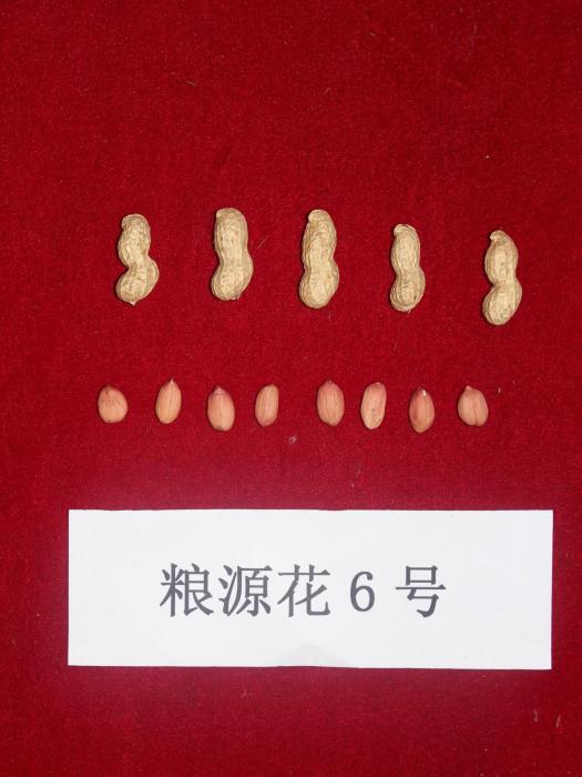 糧源花6號 糧源花6號