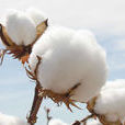 純棉 純棉