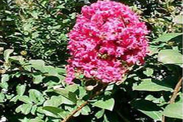 Lagerstroemia indica \x27Seminole\x27