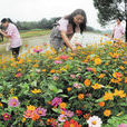 茶亭花海 茶亭花海