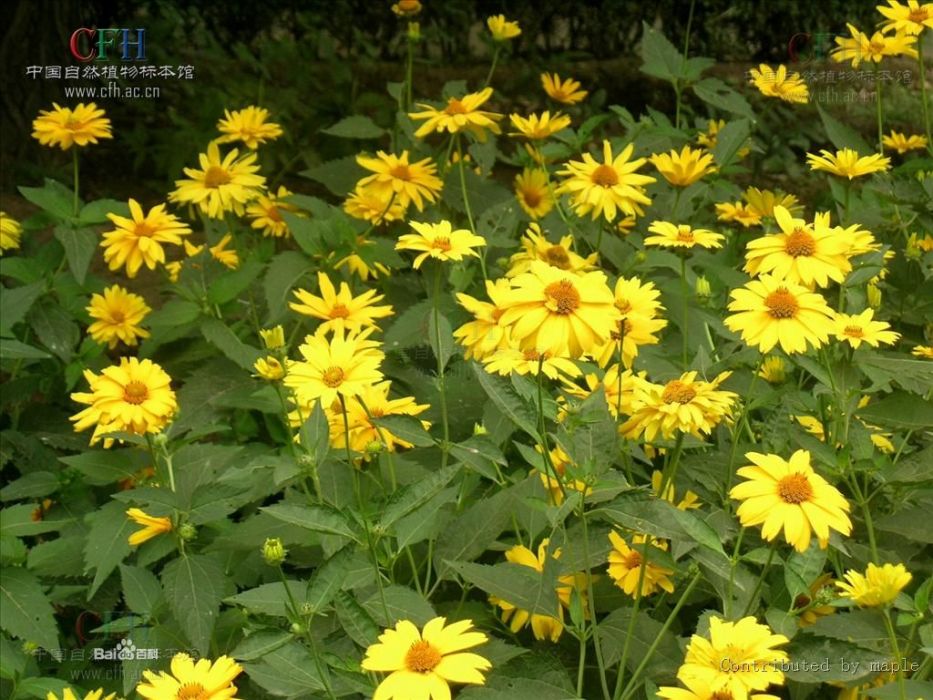 賽菊芋屬 賽菊芋屬