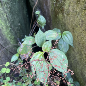 Pilea leptophylla