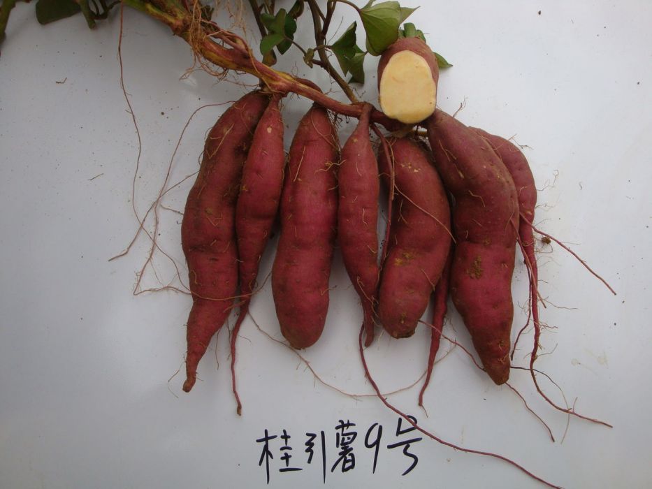 桂薯5號 桂薯5號