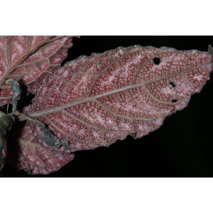 Gasteranthus atratus
