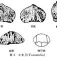 小嘴貝目 小嘴貝目