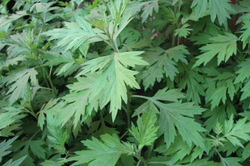 煙桿蘚屬 煙桿蘚屬