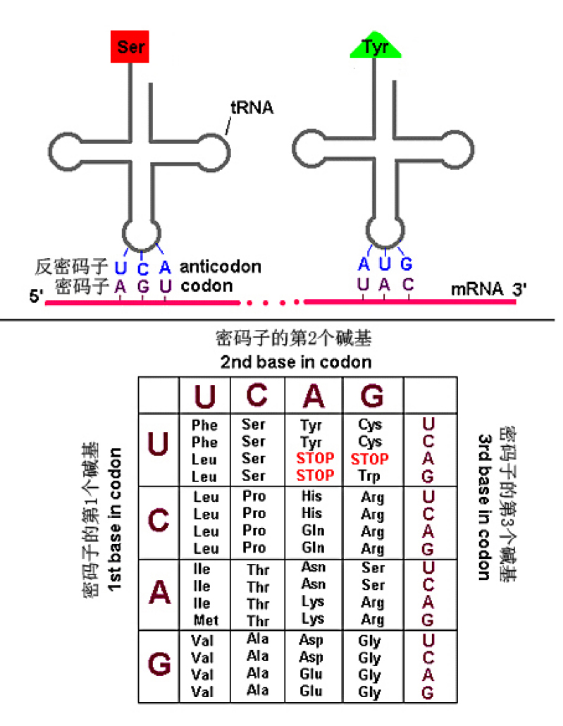 三聯體密碼錶以及tRNA的反密碼子與mRNA的密碼子的配對