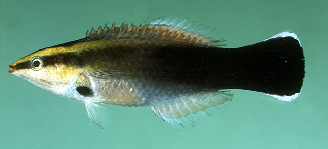 胸斑裂唇魚