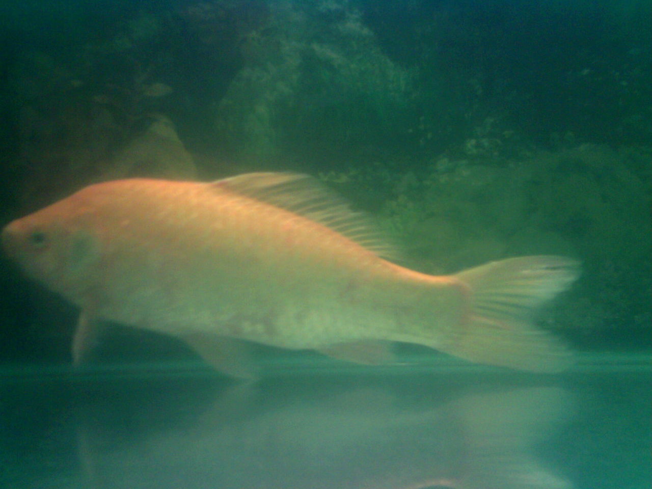 鯽魚金黃色的變異體