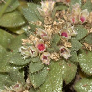 Trianthema rhynchocalyptrum