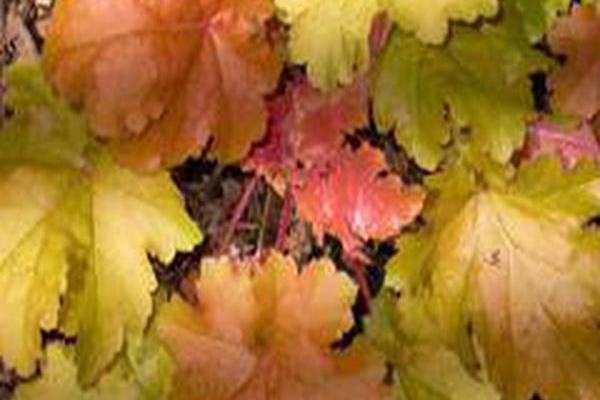 Heuchera \x27Amber Waves\x27