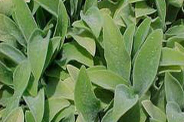 Stachys byzantina \x27Primrose Heron\x27 Stachys byzantina \x27Primrose Heron\x27