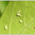 白三葉蚜蟲