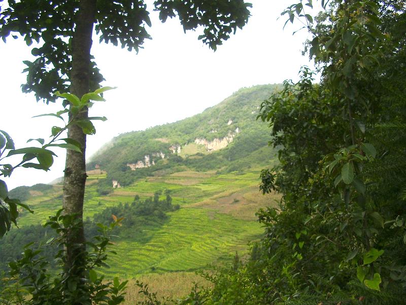 梨花寨村(箇舊市保和鄉斐賈行政村下轄村)