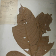 帽柯 帽柯