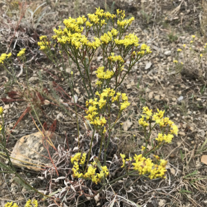 Eriogonum brevicaule