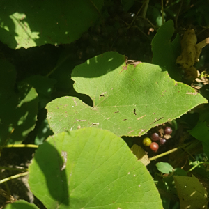 Ampelocissus schimperiana