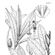 捲毛山礬 捲毛山礬