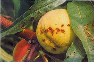 桃細菌性穿孔病危害的果實