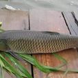 草根魚 草根魚
