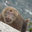 黃山短尾猴