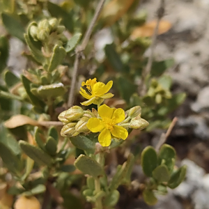 Helianthemum squamatum