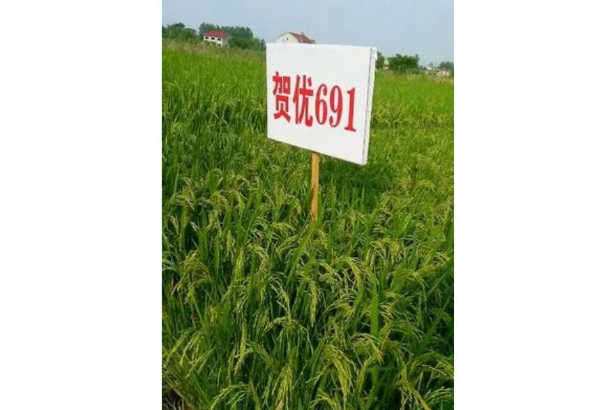 賀優691 賀優691