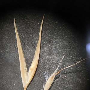 Rytidosperma corinum