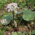 蜂斗菜 蜂斗菜