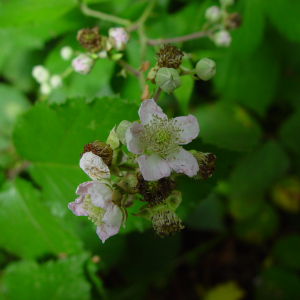 Rubus armipotens