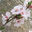 郁李花 郁李花