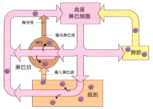 淋巴細胞再循環