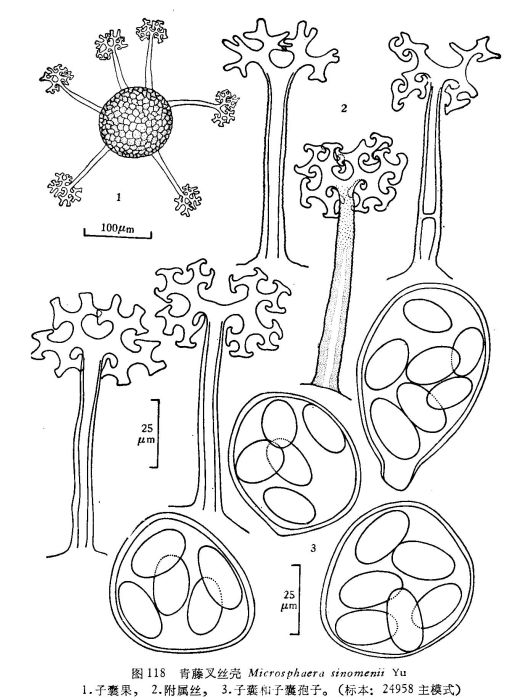 青藤叉絲殼 青藤叉絲殼