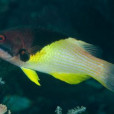 中胸菩提魚 中胸菩提魚