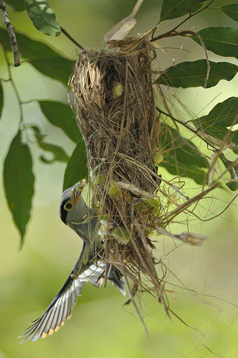 銀胸絲冠鳥(織巢)