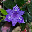 水仙花鳶尾 水仙花鳶尾