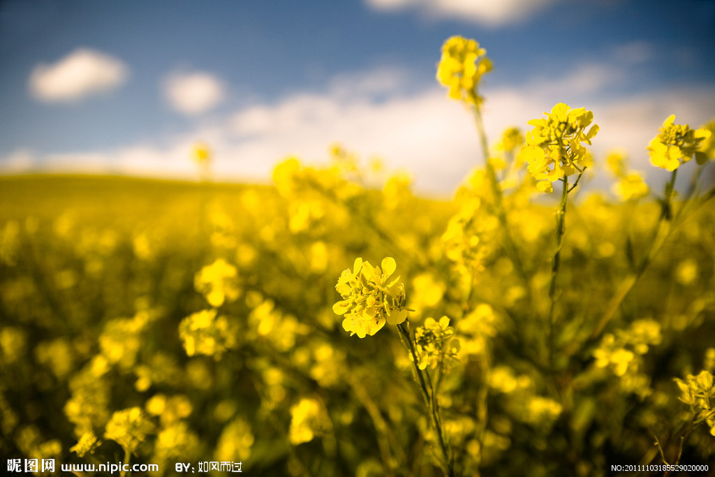 廣源58(國審油2008004) 廣源58(國審油2008004)