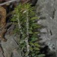石癆參(岩篤米花) 石癆參(岩篤米花)
