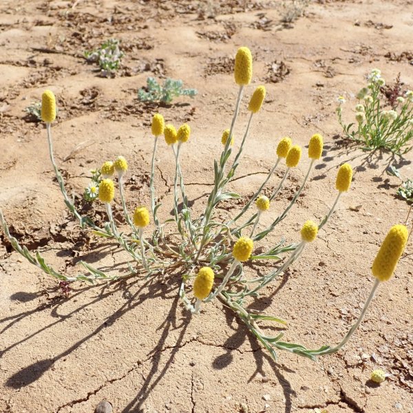 Pycnosorus melleus