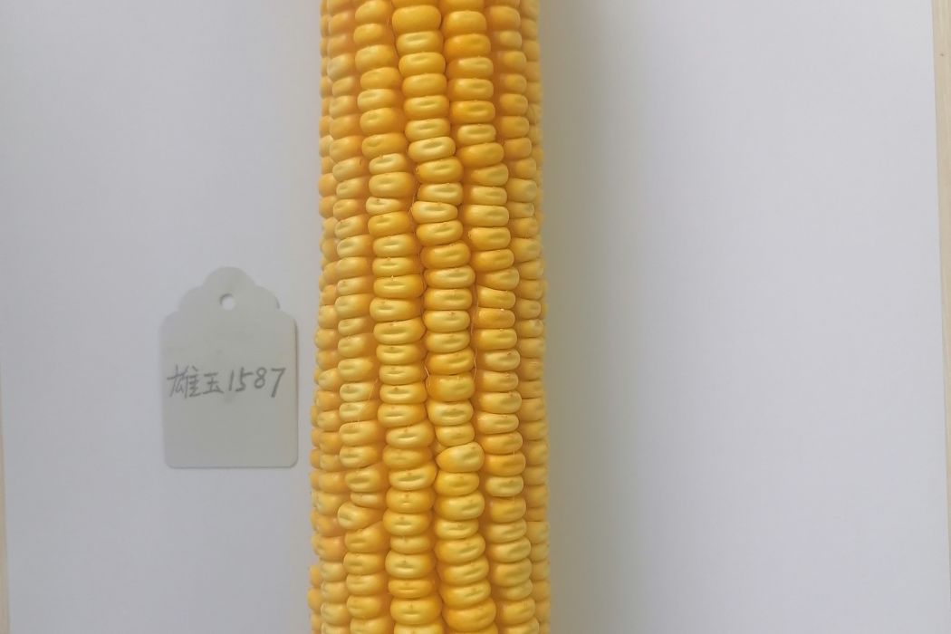 雄玉1587 雄玉1587