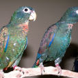 青銅翅鸚鵡(彩虹鳥(鳥類動物)) 青銅翅鸚鵡(彩虹鳥(鳥類動物))