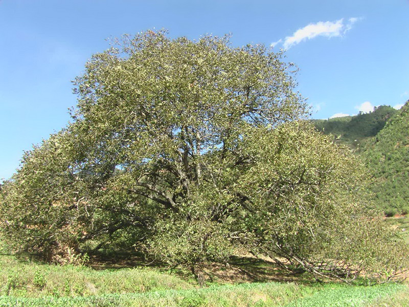 核桃產業