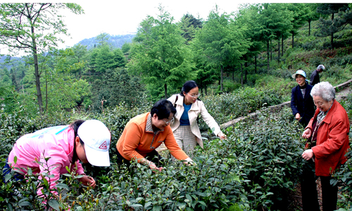 遊客在九華山茶園採茶