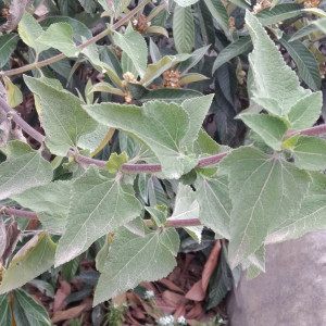 Simsia fruticulosa