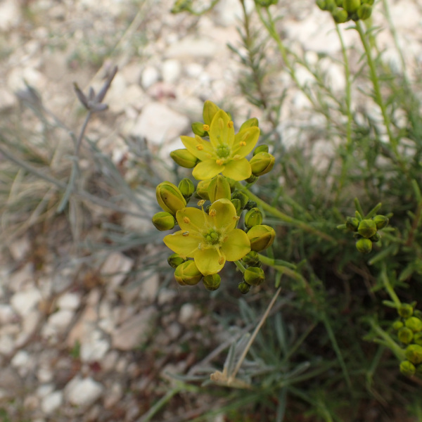 Haplophyllum linifolium
