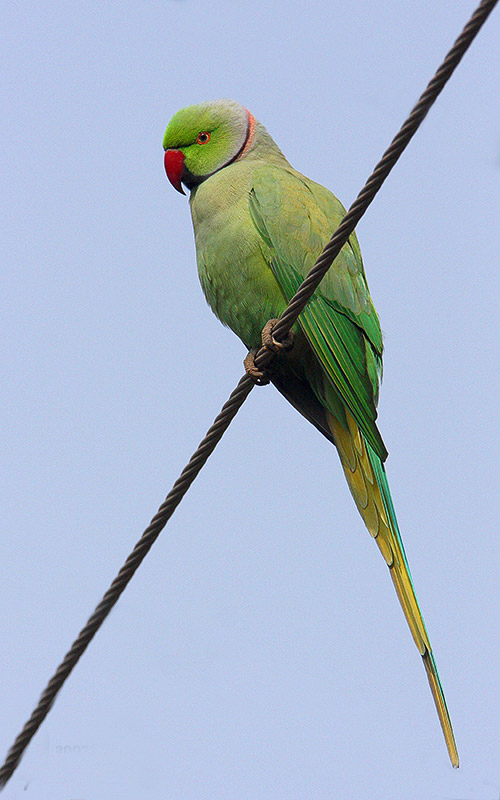 紅領綠鸚鵡東非亞種(圖2)